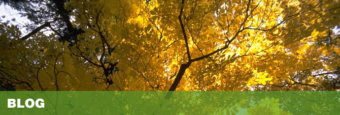 Tree Service Blog for Maryland, Washington DC area