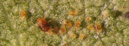 5187010-fullsize-two-spotted-spider-mite