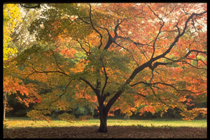 maple-tree