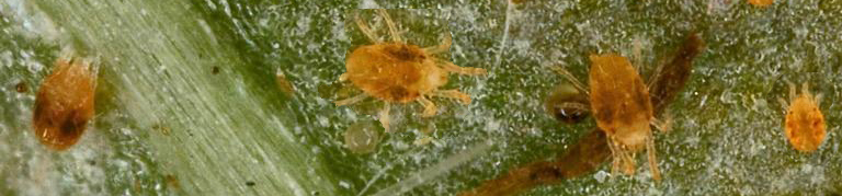twospotted spider mite