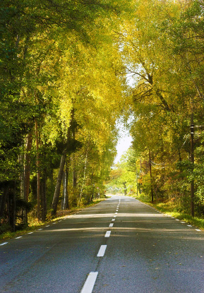Tree Lined Street