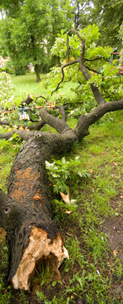 stressed-tree