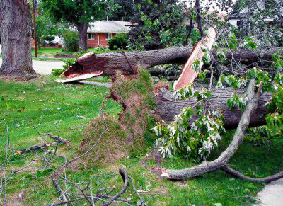tree-down3596025_s