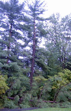 tree-removal-costs