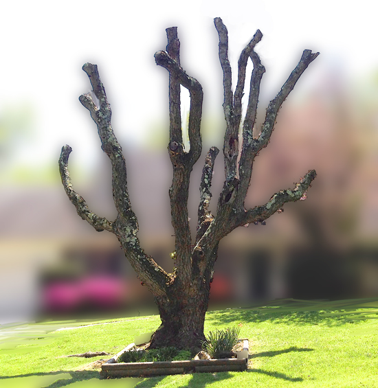 dying topped tree