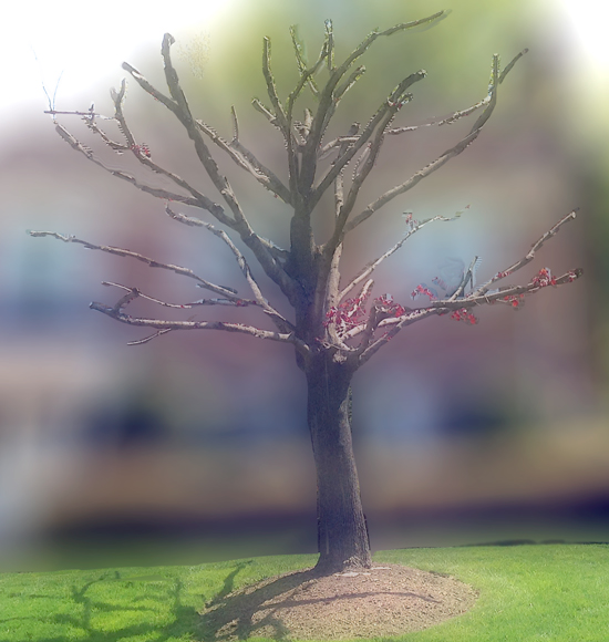 topped tree has no leaves