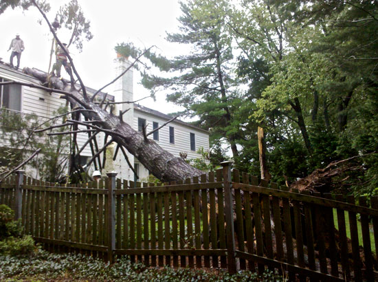 tree-on-house
