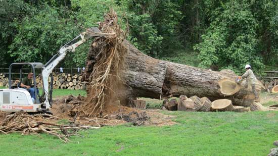 large-stump-storm