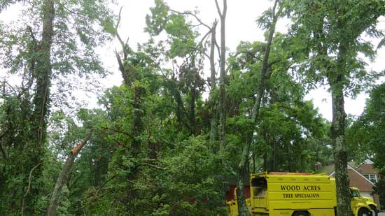 trees-damaged-storm