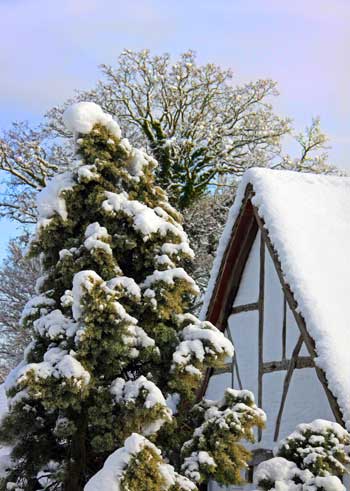 winter-trees-protection
