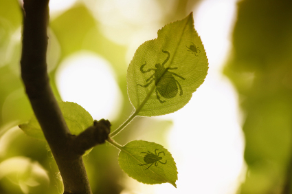 Ticks