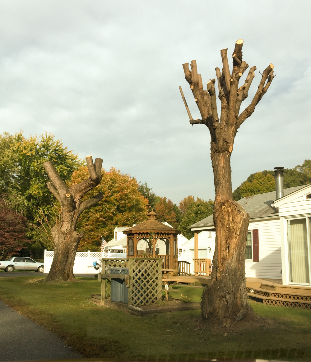Improper Pruning Can Destroy Your Trees Wood Acres Tree Specialists
