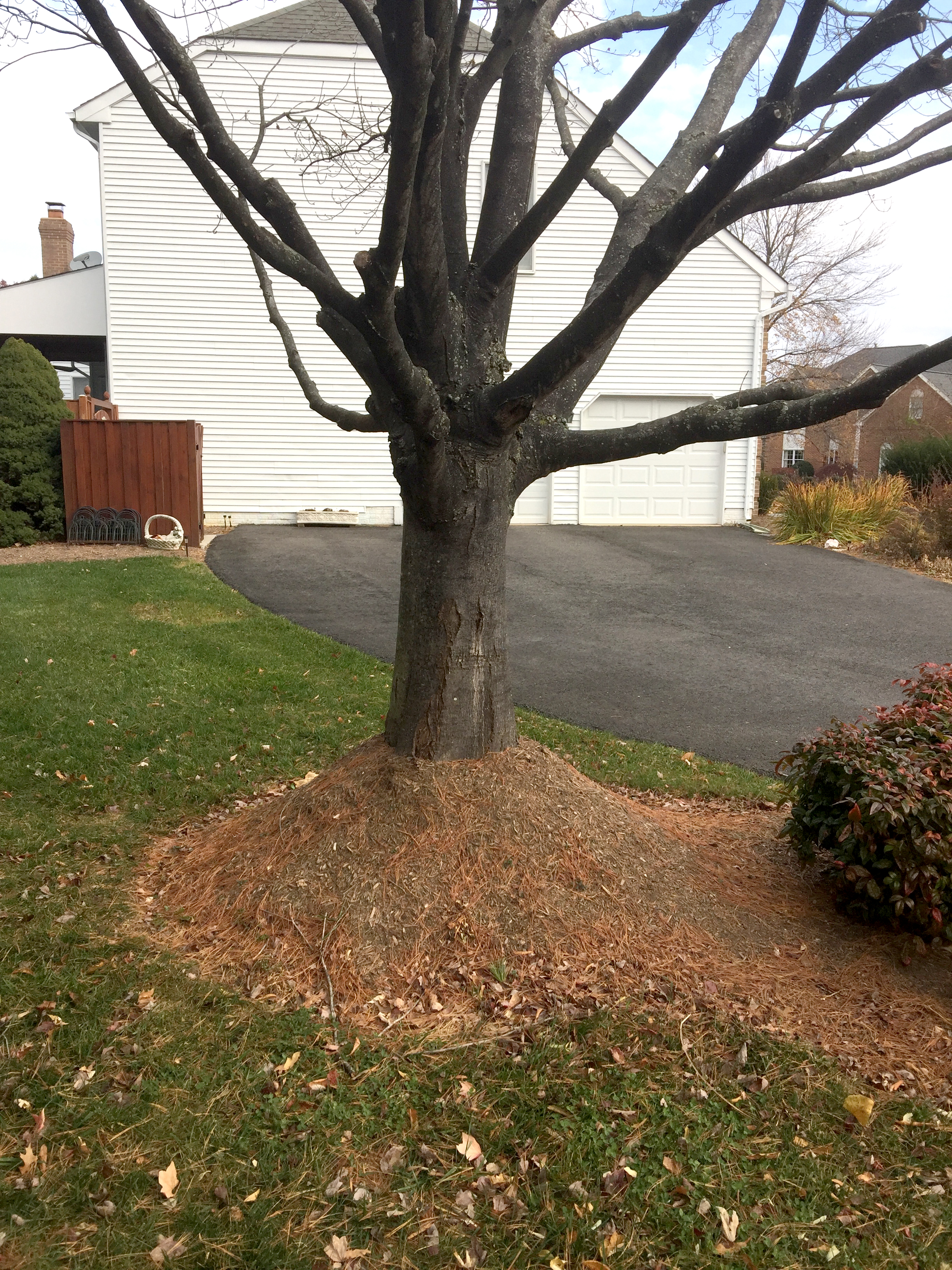Improper Mulching Techniques The Mulch Volcano Wood Acres Tree