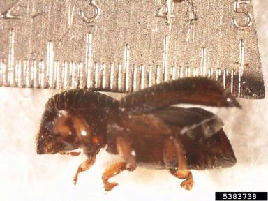 ambrosia beetle