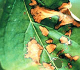 anthracnose