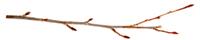 tree stick