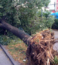 uprooted tree