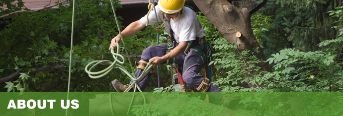 tree safety