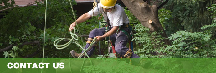 Contact for tree service in MD, DC