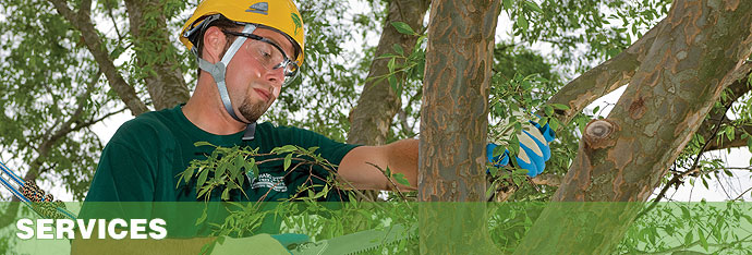 vertical mulching of trees