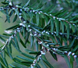 hemlock woolly adelgid