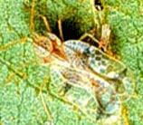 Lace Bug