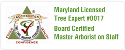 Maryland Tree Care Arborists - Tree Care Service