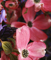 ornamental disease
