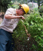 Tree Removal Washington DC - Tree Removal in Maryland MD