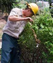 tree and shrub diagnostics