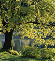 Trees Need Clean Air