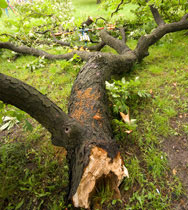 limb failure