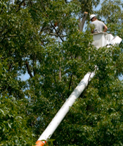 Tree Stump Removal Services Bethesda MD, Tree Stump Removal Chevy Chase MD, Tree Stump Revoval Services Potomac MD, Tree Stump Removal Services Rockville MD, Tree Stump Removal Services Washington DC