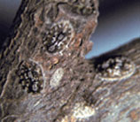 Calico Scale