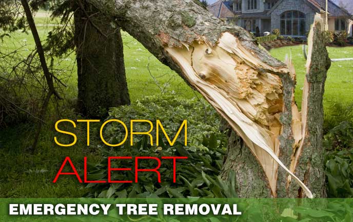 Emergency Tree Removal, storm damage to trees