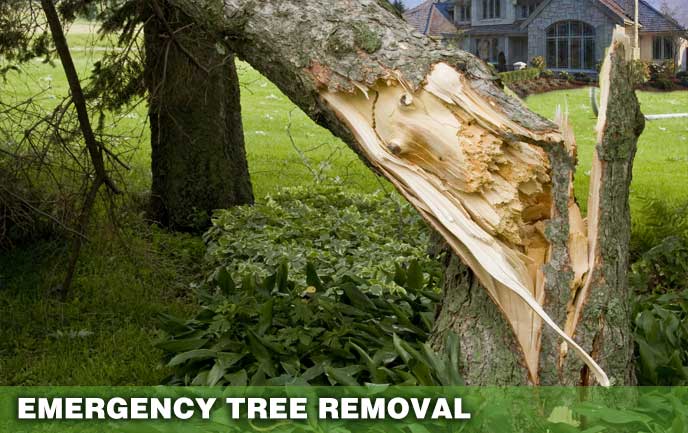 Emergency Tree Removal, storm damage to trees