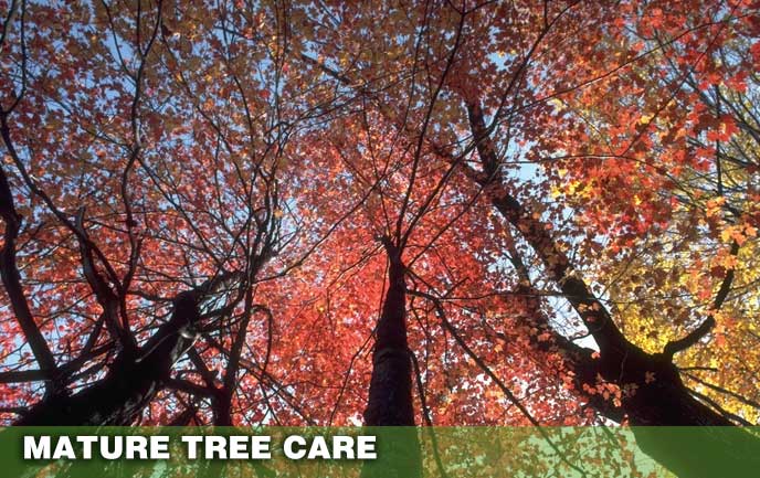 Tree Service for Old Trees Maryland DC
