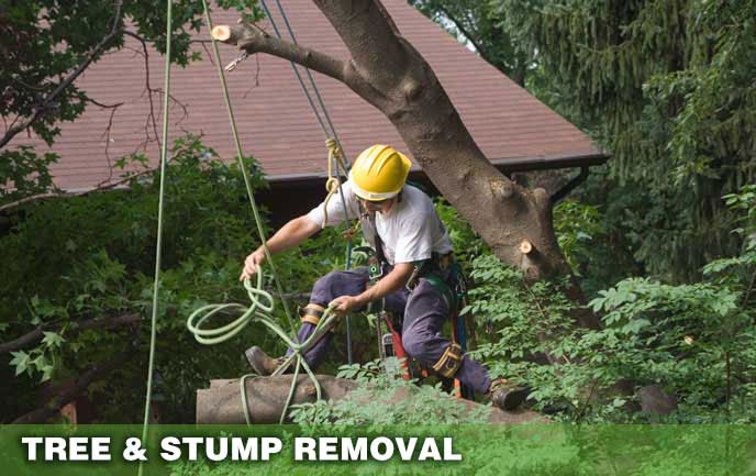 Tree Removal and Stump Removal Maryland DC