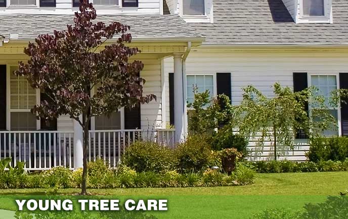 Tree Service for young and new trees Maryland DC
