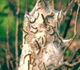 tent caterpillar