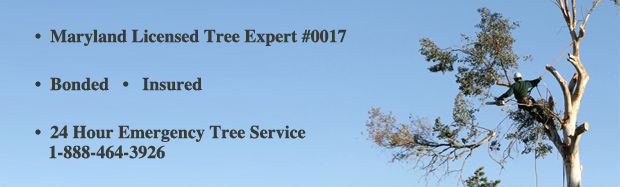 Tree Removal Potomac MD Maryland, tree removal Ashton MD, Aspen Hill, Barnesville, Bethesda, Boyds, Cabin John, Chevy Chase, Damascus, Darnesown,Gaithersburg,Silver Spring, Germantown, licensed, bonded, insured