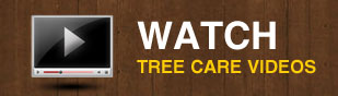 watch tree care videos