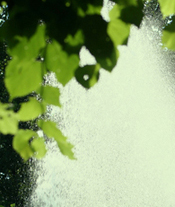 watering trees