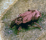 weevil