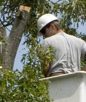 winter tree inspection