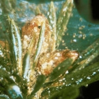 Spruce Spider Mite