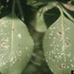 Euonymus Scale