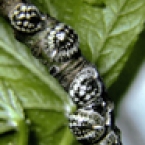 Calico Scale