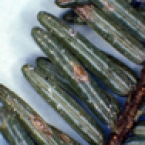 Cryptomeria Scale