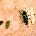 Banded Ash Borer (adult)